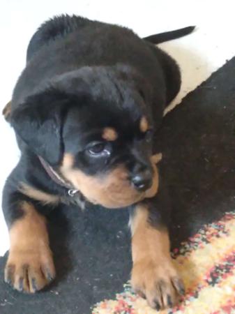 Rottweiler for sale by VONKONIGIN
