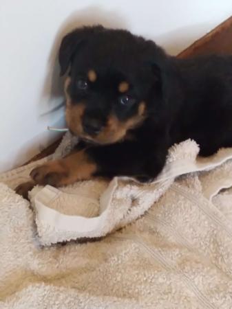 Rottweiler for sale by VONKONIGIN