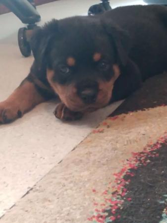 Rottweiler for sale by VONKONIGIN