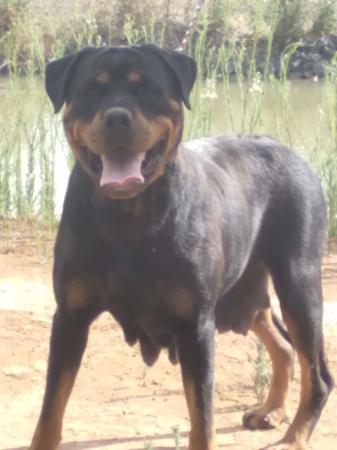Rottweiler for sale by VONKONIGIN