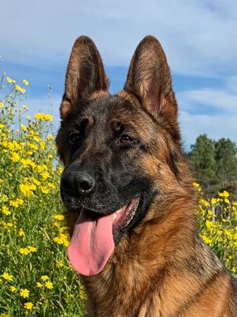 German Shepherd Dog for sale by LABELLECHIEN