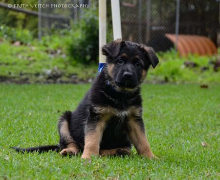 German Shepherd Dog puppy for sale by LABELLECHIEN