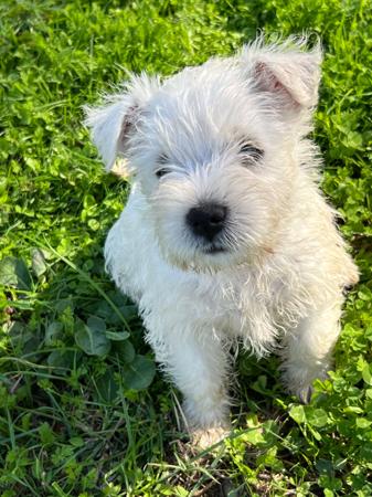 West Highland White Terrier puppy for sale by REDGOWEST
