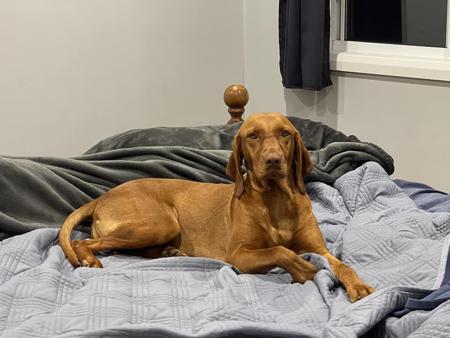 Hungarian Vizsla for sale by CAELORA
