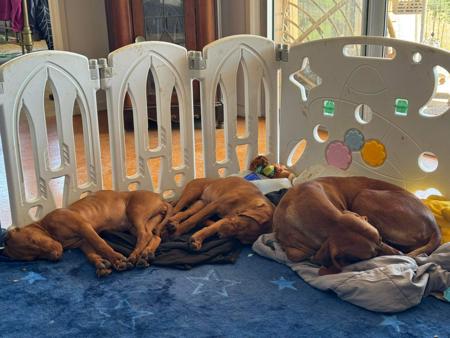 Hungarian Vizsla for sale by CAELORA