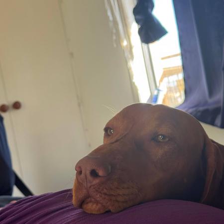 Hungarian Vizsla for sale by CAELORA