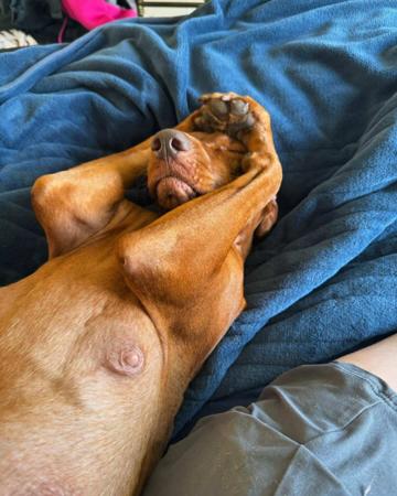 Hungarian Vizsla for sale by CAELORA