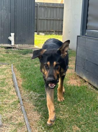 German Shepherd Dog puppy for sale by VONBARDAS