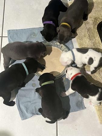 Staffordshire Bull Terrier for sale by MACKSTAFFS
