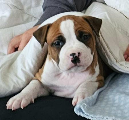 American Staffordshire Terrier for sale by LILSARNO