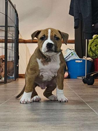 American Staffordshire Terrier for sale by LILSARNO