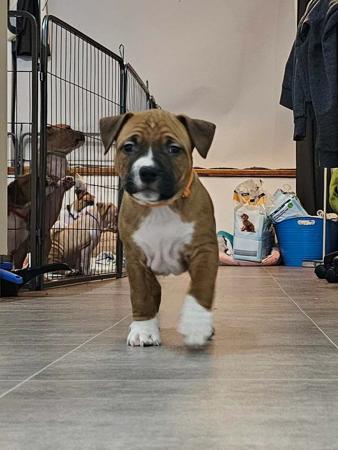 American Staffordshire Terrier for sale by LILSARNO