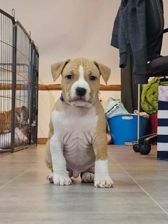 American Staffordshire Terrier for sale by LILSARNO