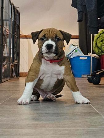 American Staffordshire Terrier for sale by LILSARNO