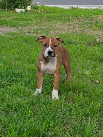 American Staffordshire Terrier puppy for sale by LILSARNO