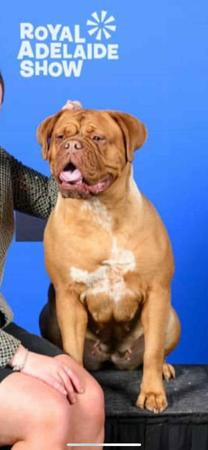 Dogue de Bordeaux for sale by TOLAANLE