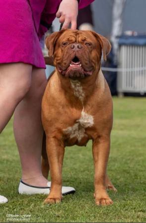 Dogue de Bordeaux for sale by TOLAANLE