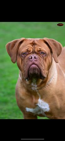 Dogue de Bordeaux for sale by MIKAGETAZZ