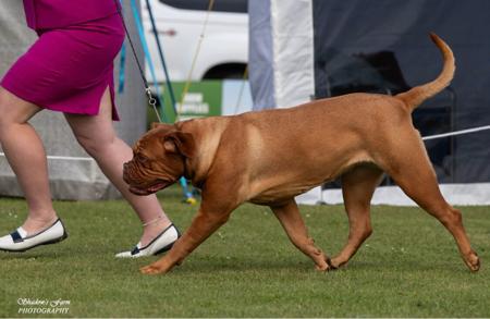 Dogue de Bordeaux for sale by TOLAANLE