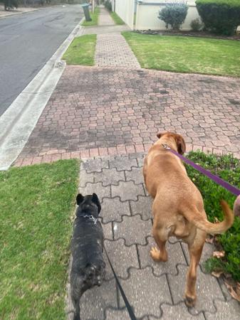 Dogue de Bordeaux for sale by TOLAANLE