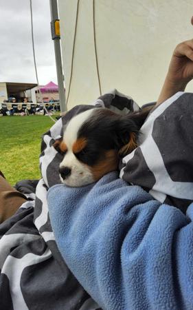 Cavalier King Charles Spaniel for sale by ALEXANDRA