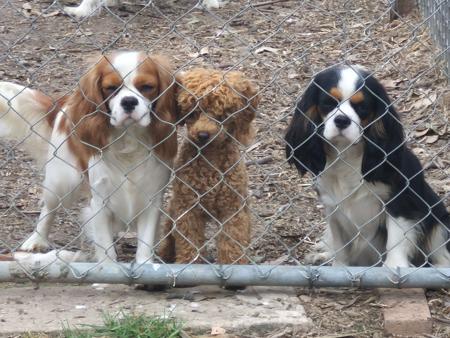 Cavalier King Charles Spaniel for sale by TREVELLYEN