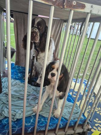 Cavalier King Charles Spaniel for sale by TREVELLYEN