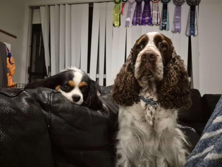 Cavalier King Charles Spaniel for sale by TREVELLYEN