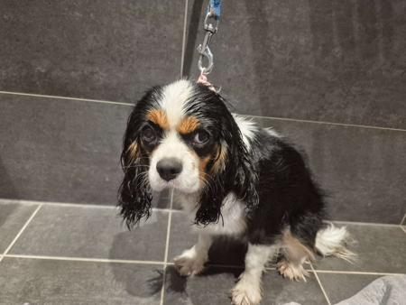 Cavalier King Charles Spaniel for sale by TREVELLYEN