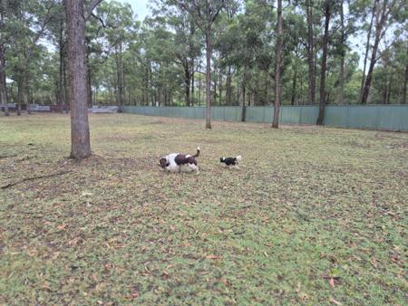 Cavalier King Charles Spaniel for sale by TREVELLYEN