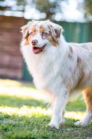 Australian Shepherd for sale by ROUGHLINE