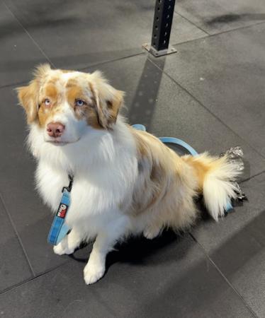 Australian Shepherd for sale by ROUGHLINE