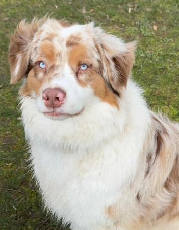 Australian Shepherd for sale by ROUGHLINE
