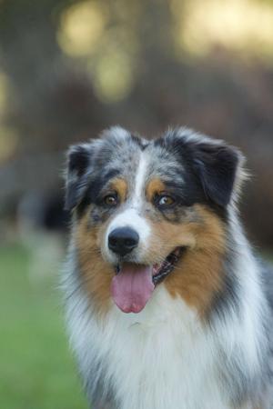 Australian Shepherd for sale by BRIMFELDT
