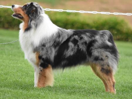 Australian Shepherd for sale by BRIMFELDT