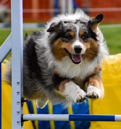 Australian Shepherd for sale by BRIMFELDT