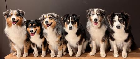 Australian Shepherd for sale by BRIMFELDT