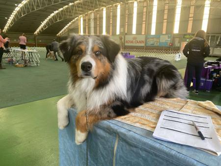 Australian Shepherd for sale by BRIMFELDT