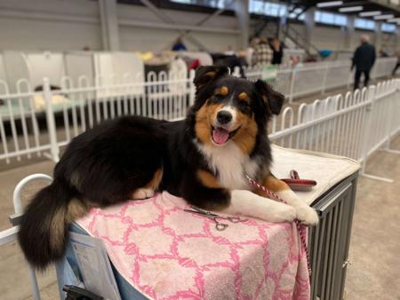 Australian Shepherd for sale by BRIMFELDT