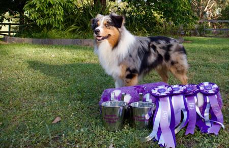Australian Shepherd for sale by BRIMFELDT