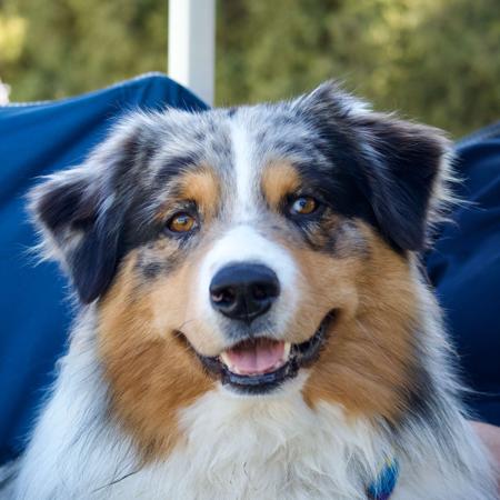 Australian Shepherd for sale by BRIMFELDT