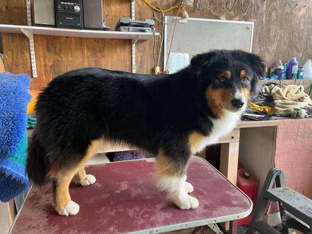 Australian Shepherd for sale by BRIMFELDT