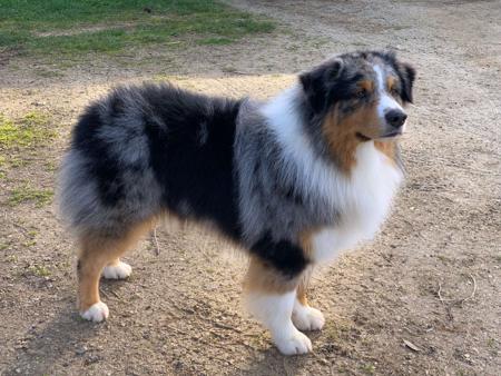 Australian Shepherd for sale by BRIMFELDT