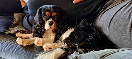Cavalier King Charles Spaniel for sale by LILAHPARK