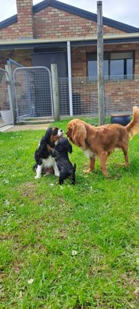 Cavalier King Charles Spaniel for sale by LILAHPARK