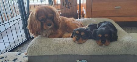 Cavalier King Charles Spaniel for sale by LILAHPARK