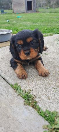Cavalier King Charles Spaniel for sale by LILAHPARK