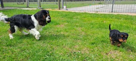 Cavalier King Charles Spaniel for sale by LILAHPARK