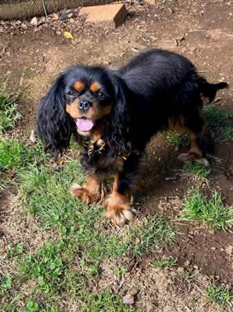 Cavalier King Charles Spaniel for sale by LILAHPARK