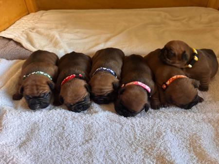 French Bulldog for sale by FRENCHCHIOTS
